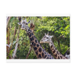 Giraffe Buddies Post Cards