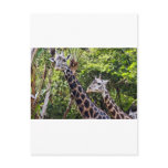 Giraffe Buddies Post Cards