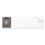 Giraffe  Bumper Sticker