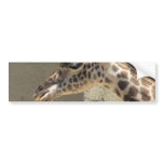 Giraffe Bumper Sticker