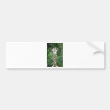 Giraffe Bumper Stickers