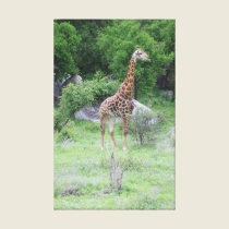 Giraffe canvas prints