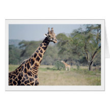 Giraffe Cards