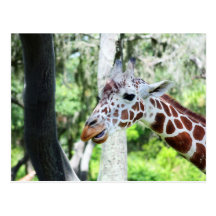 Giraffe Close Up Portrait Post Cards