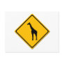 Giraffe Crossing Postcard