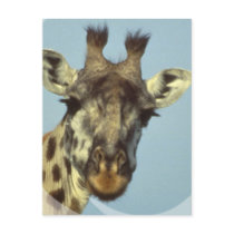 Giraffe Design  Postcards