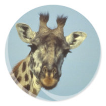 Giraffe Design  Stickers