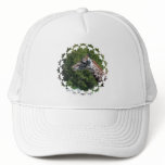 Giraffe Eating Baseball Hat