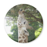 Giraffe Eating Leaf Magnets