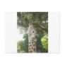 Giraffe Eating Leaf Post Card