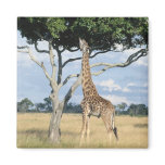 Giraffe Eating Magnets
