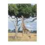 Giraffe Eating Postcards