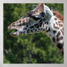 Giraffe Eating Poster Print