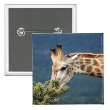 Giraffe eating some leaves buttons