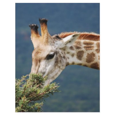Giraffe eating some leaves custom letterhead by laureenr