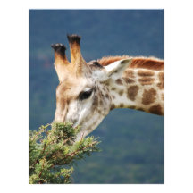 Giraffe eating some leaves custom letterhead