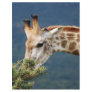Giraffe eating some leaves full color flyer
