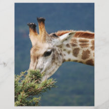 Giraffe eating some leaves full color flyer