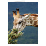 Giraffe eating some leaves greeting card