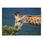 Giraffe eating some leaves greeting card