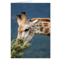 Giraffe eating some leaves greeting card