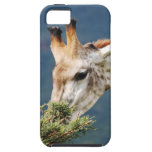 Giraffe eating some leaves iPhone 5 cover