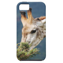 Giraffe eating some leaves iPhone 5 cover