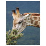 Giraffe eating some leaves letterhead