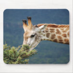 Giraffe eating some leaves mousepads