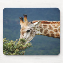 Giraffe eating some leaves mousepads