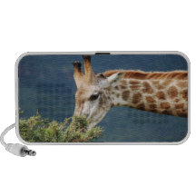 Giraffe eating some leaves notebook speakers