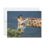 Giraffe eating some leaves personalized invites