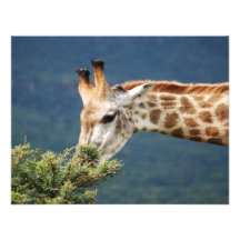 Giraffe eating some leaves personalized invites