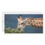 Giraffe eating some leaves photo card