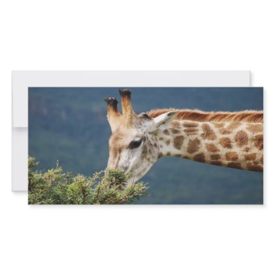 Giraffe eating some leaves photo card by laureenr