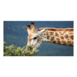 Giraffe eating some leaves photo card