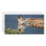 Giraffe eating some leaves photo cards