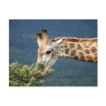 Giraffe eating some leaves post card
