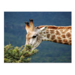 Giraffe eating some leaves post card