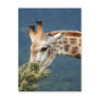 Giraffe eating some leaves post cards