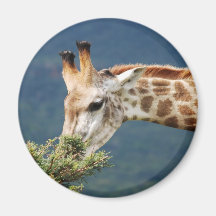 Giraffe eating some leaves refrigerator magnets