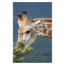 Giraffe eating some leaves stationery paper