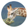 Giraffe eating some leaves sticker