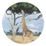 Giraffe Eating Sticker