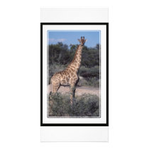Giraffe - Etosha National Park, Namibia Personalized Photo Card