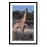 Giraffe - Etosha National Park, Namibia Post Cards