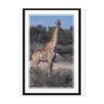 Giraffe - Etosha National Park, Namibia Post Cards