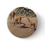 Giraffe Family