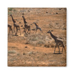 Giraffe Family Fridge Magnet