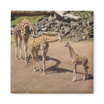 Giraffe Family